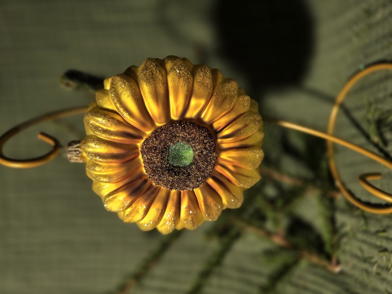 подсолнух цветок