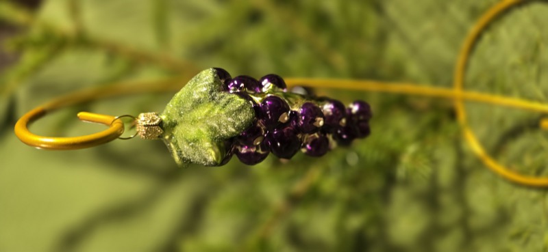 черная смородина